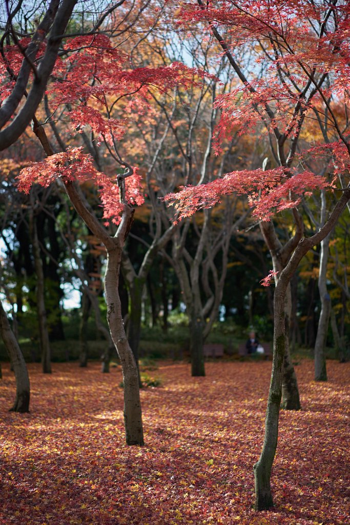 Fallen leaves at Kitanomaru Park