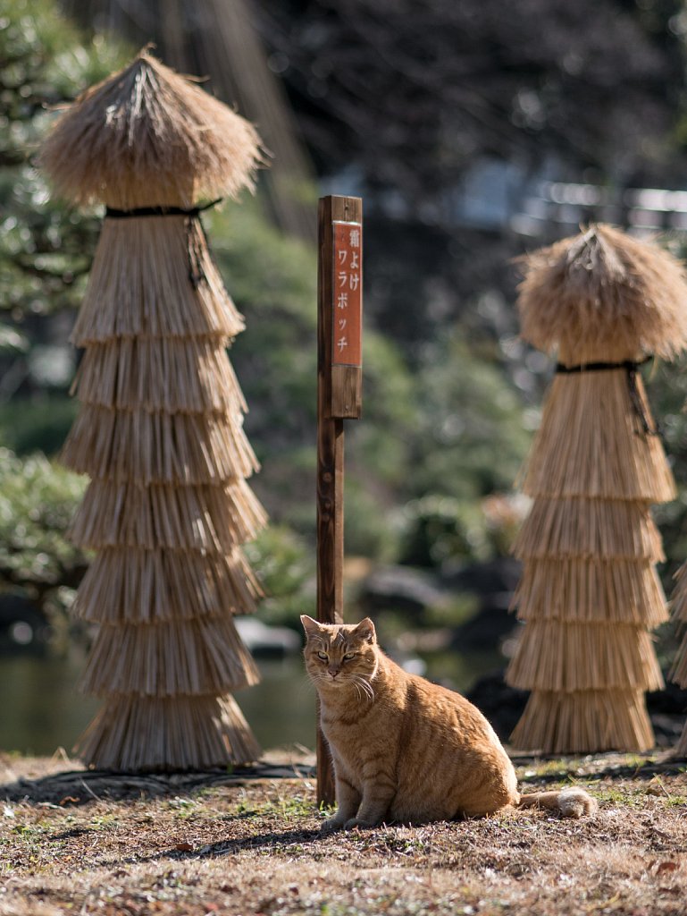 Cat guarding Hibiya Park