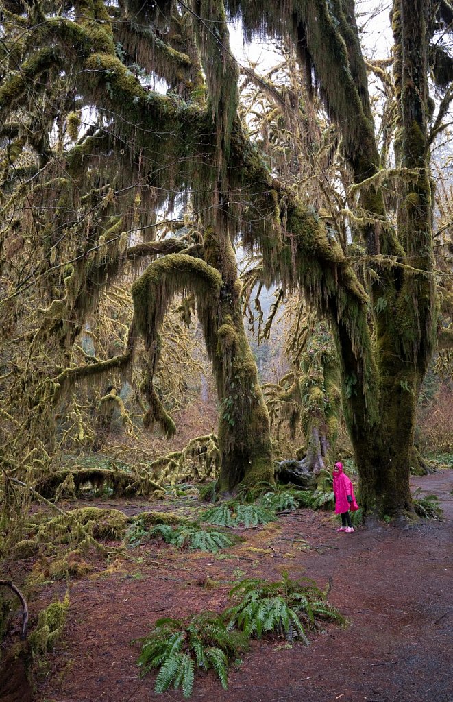 The forest may be a little scary, but these old trees befriend l