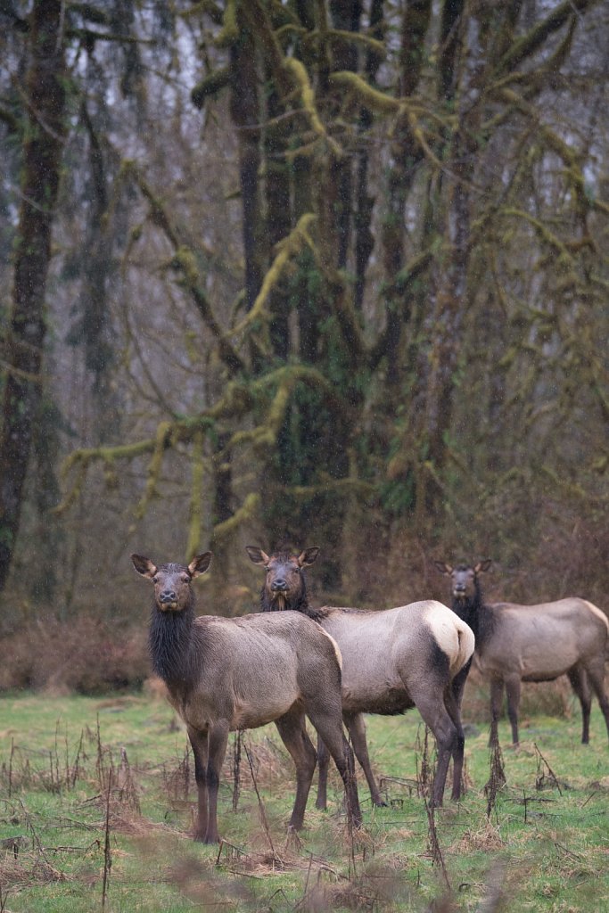 Elk in the pouring rain at the Hoh Rainforest