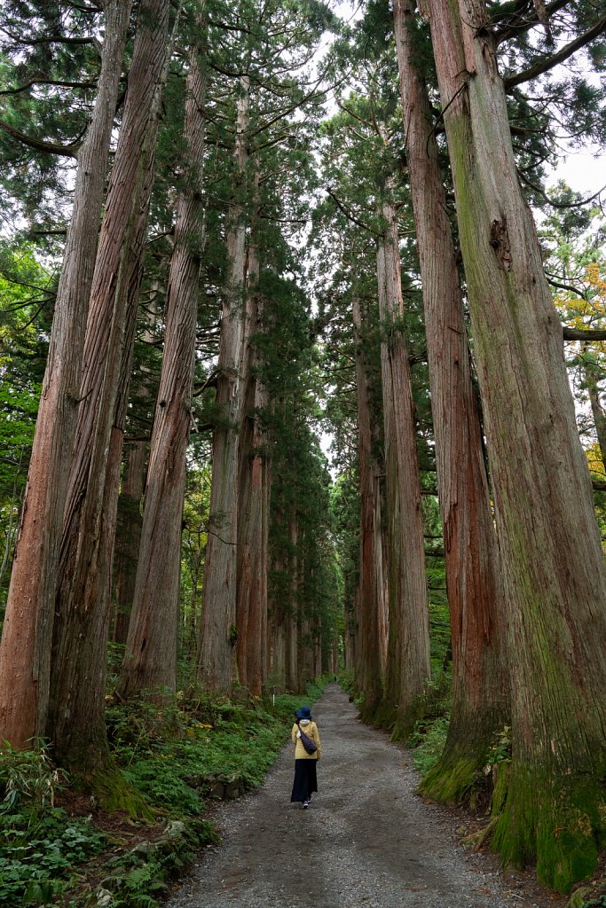 Hall of Japanese cedars leading up to Oku-sha at Togakushi Shrin
